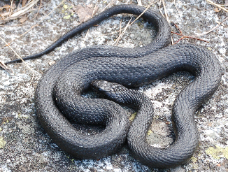 Piccolo test. Di che serpente si tratta?